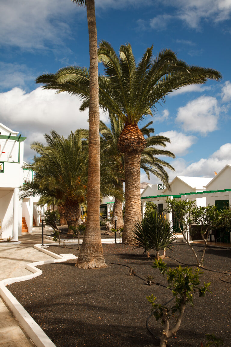 Palm trees and complex garden area near San Fermín apartment